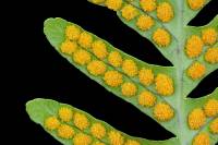 Sporanges et sores sur la face inférieure d'une feuille de Polypode (fougère)